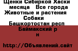 Щенки Сибиркой Хаски 2 месяца - Все города Животные и растения » Собаки   . Башкортостан респ.,Баймакский р-н